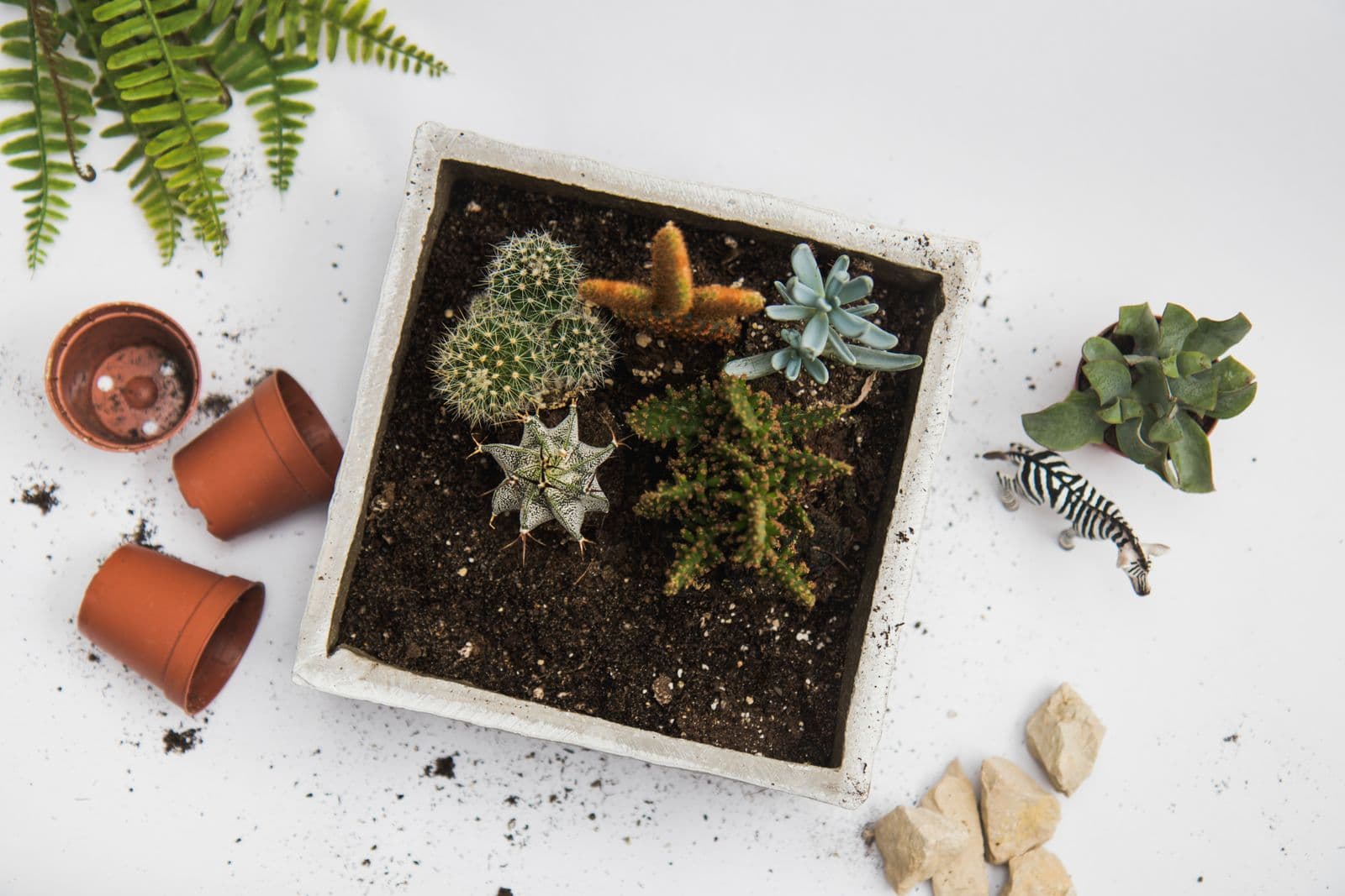 Maceta para cactus, foto 1
